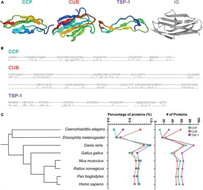 Synapse Formation and Function Across Species: Ancient Roles for CCP, CUB, and TSP-1 Structural Domains